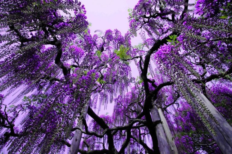 Ashikagaе: Ashikaga Flower Park