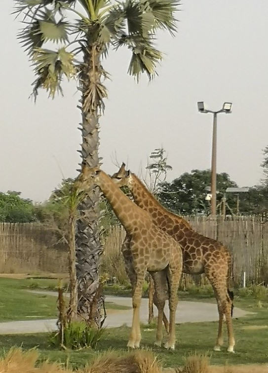 Dubai Safari Park — Зоопарк Дубай Сафари Парк