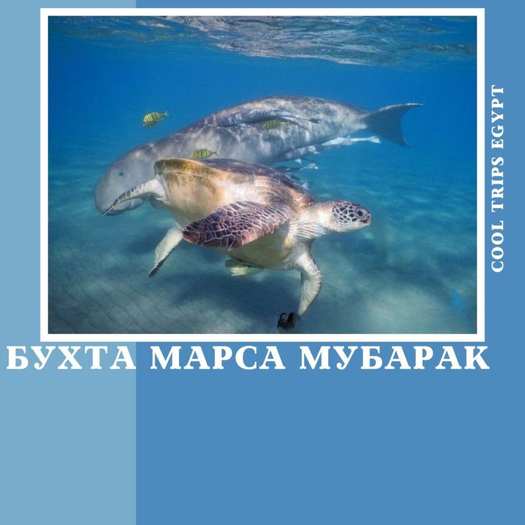 МАРСА АЛАМ – МОРСКАЯ ЭКСКУРСИЯ “БУХТА МАРСА МУБАРАК (MARSA MUBARAK)” – СНОРКЛИНГ