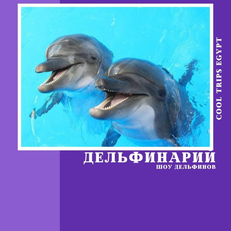 ХУРГАДА - ДЕЛЬФИНАРИЙ - ШОУ ПРОГРАММА