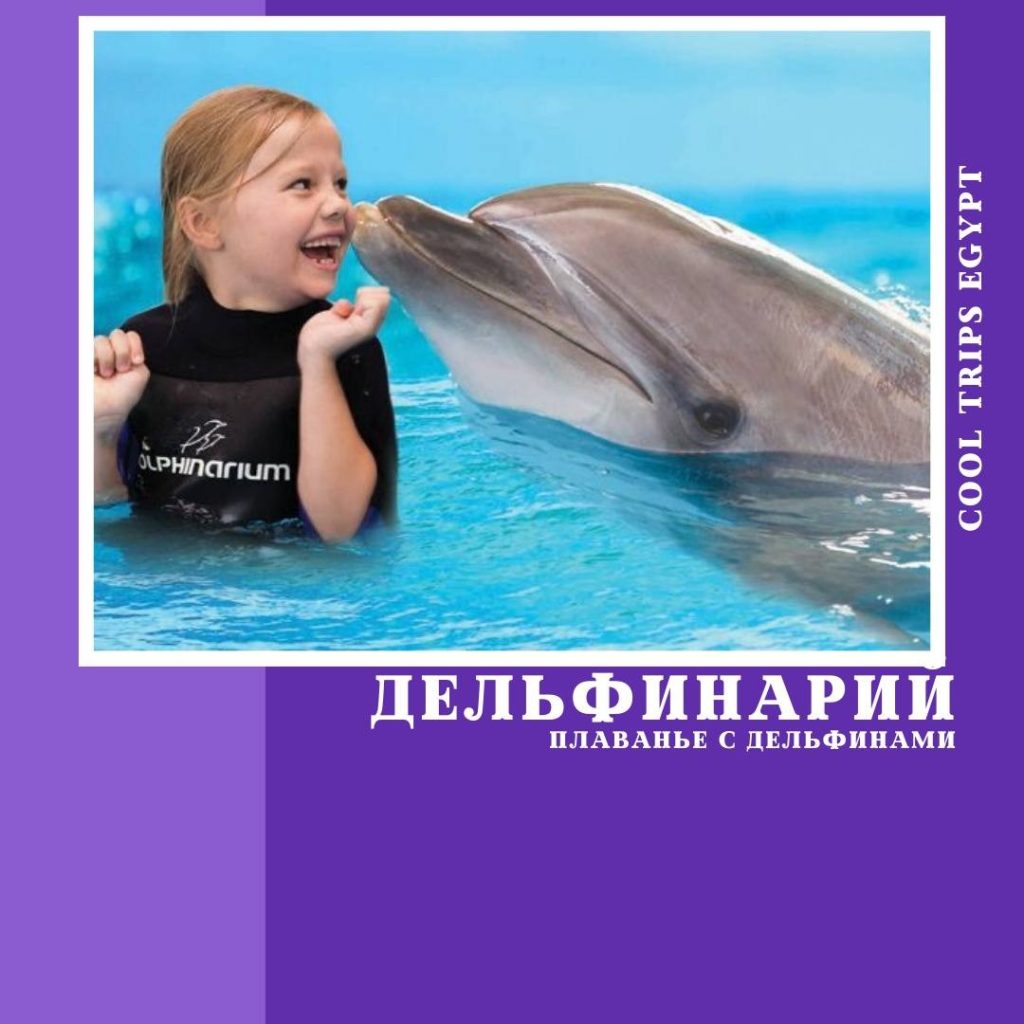 ШАРМ ЭЛЬ ШЕЙХ – ДЕЛЬФИНАРИЙ – ПЛАВАНИЕ С ДЕЛЬФИНАМИ (15 МИНУТ)