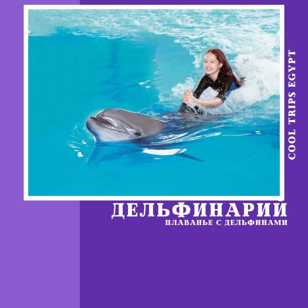 ШАРМ ЭЛЬ ШЕЙХ – ДЕЛЬФИНАРИЙ – ПЛАВАНИЕ С ДЕЛЬФИНАМИ (30 МИНУТ)