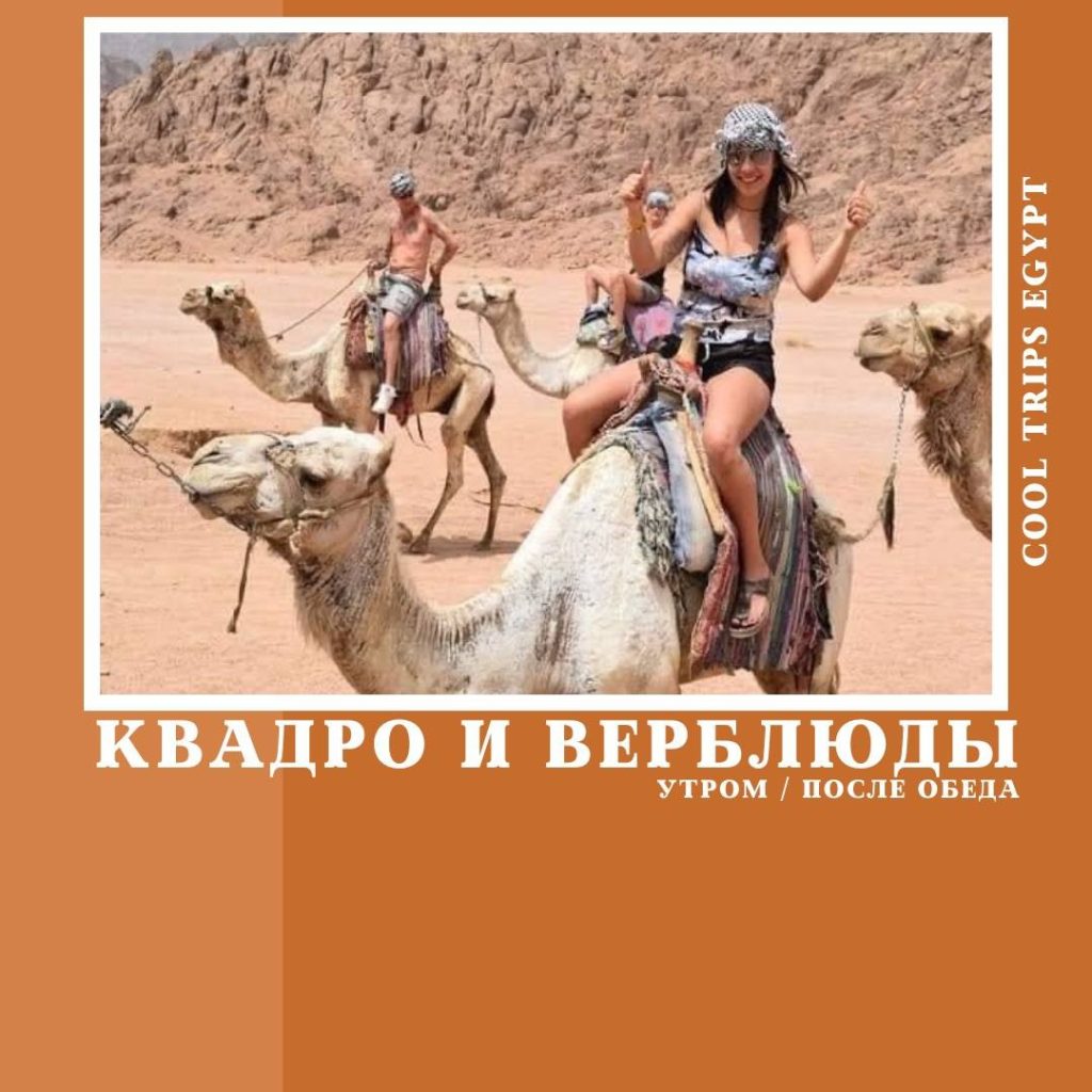 ШАРМ ЭЛЬ ШЕЙХ – КВАДРОСАФАРИ И ПОЕЗДКА НА ВЕРБЛЮДАХ