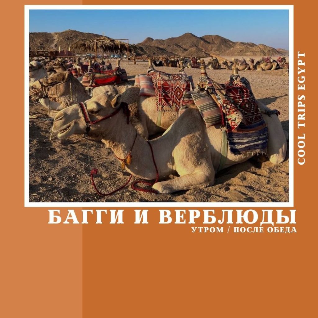ШАРМ ЭЛЬ ШЕЙХ – ПОЕЗДКА НА БАГГИ И ВЕРБЛЮДАХ
