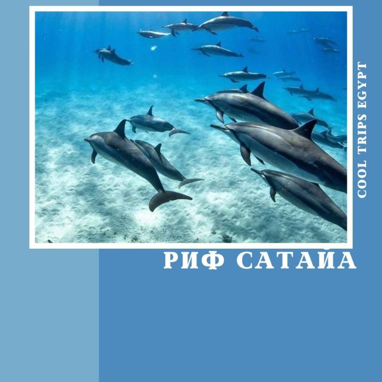 МАРСА АЛАМ - МОРСКАЯ ЭКСКУРСИЯ "РИФ САТАЙА (SATAYA REEF)" ИЛИ ЗАПОВЕДНИК "ДЕЛЬФИНИЙ РИФ"