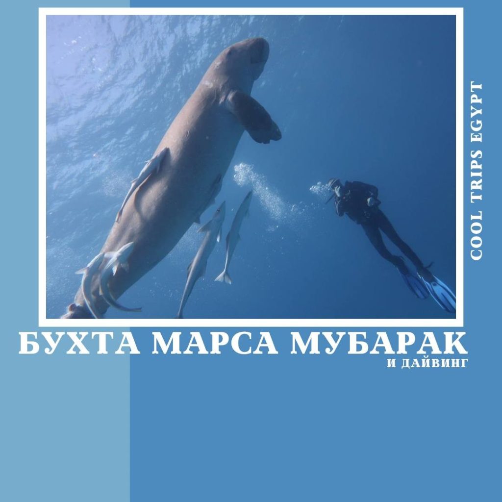 МАРСА АЛАМ – МОРСКАЯ ЭКСКУРСИЯ “БУХТА МАРСА МУБАРАК (MARSA MUBARAK)” – ДАЙВИНГ